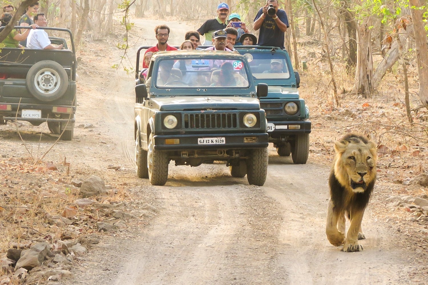 More Gypsy cars required for Gir jungle safari; Villagers from 17 nearby villages offered opporunity