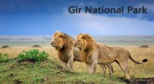 Gir-National-Park.jpg
