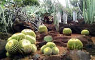 Cactus Garden 1.jpg