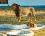 Jungle Safari | Ekta Nagar Jungle Safari | Ekta Nagar
