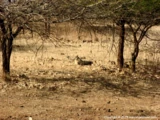 Kankai Safari Kankai Safari