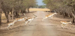 Velavadar-Blackbuck-National-Park-1