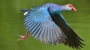 Purple-Moorhen-Nalsarovar