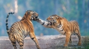 Bandhavgarh Jeep Safari (core zone)