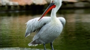 Nalsarovar-Bird-Sanctuary-Thumbnail