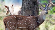 Kanha Jeep Safari (Kanha / Kisli / Mukki / Sarhi Zone)