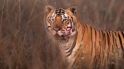 Kanha Jeep Safari (Kanha / Kisli / Mukki / Sarhi Zone)