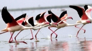 775863-nalsarovar-bird-sanctuary