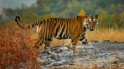 gettyimages-163243396-1024x1024.jpg