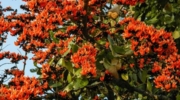 Pench Jeep Safari (Jhamtara / Karmajhiri / Touria Zone)