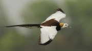 Pheasant-Tailed-Jacana-Nalsarovar