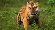 animals JCNP.jpg