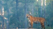 Pench Jeep Safari (Jhamtara / Karmajhiri / Touria Zone)