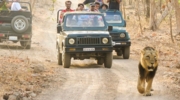 Gir Jungle Safari