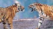 Pench Jeep Safari (Jhamtara / Karmajhiri / Touria Zone)