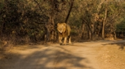 Gir jungle Safari