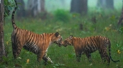 Kanha Jeep Safari (Kanha / Kisli / Mukki / Sarhi Zone)