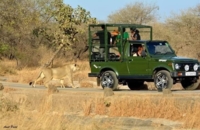 Devaliya Jeep Safari
