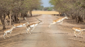 Velavadar-Blackbuck-National-Park-1