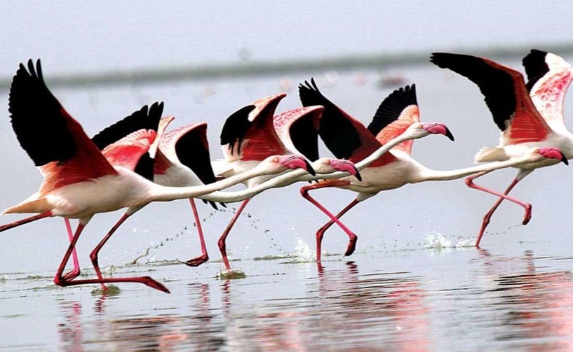 775863-nalsarovar-bird-sanctuary