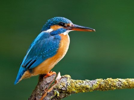 Kingfisher-Nalsarovar