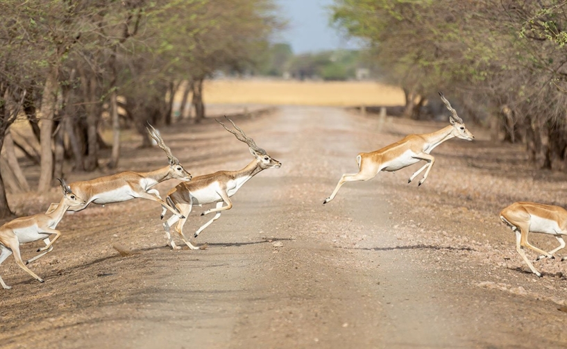 Velavadar-Blackbuck-National-Park-1