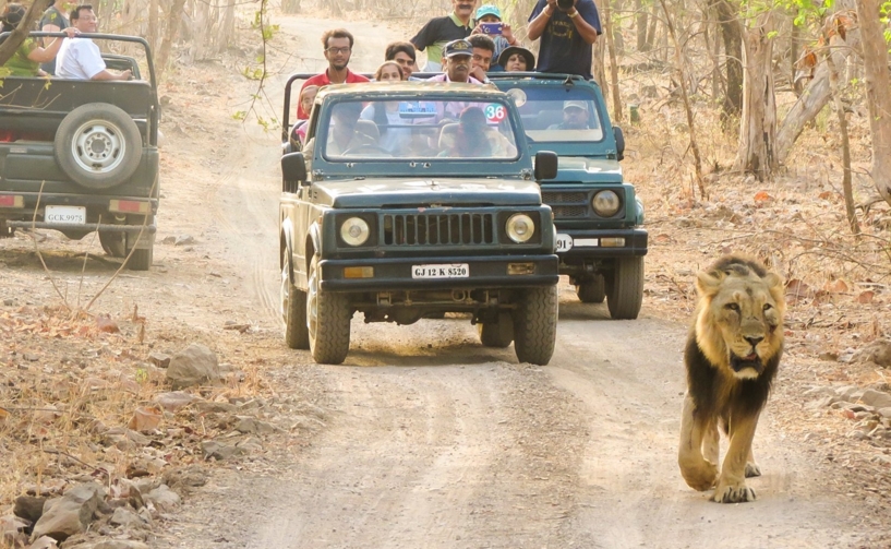 Gir Jungle Safari