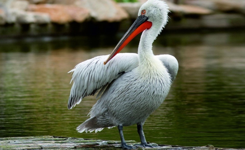 Nalsarovar-Bird-Sanctuary-Thumbnail