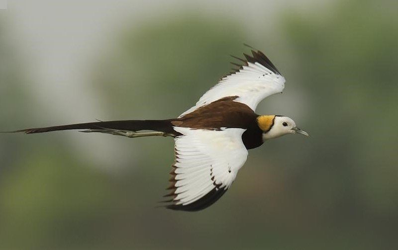 Pheasant-Tailed-Jacana-Nalsarovar