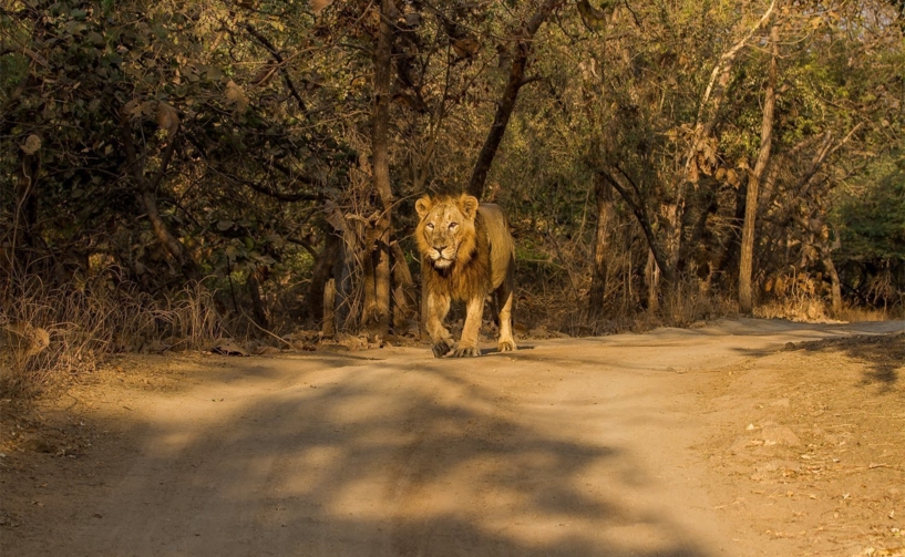 Gir Jungle Safari