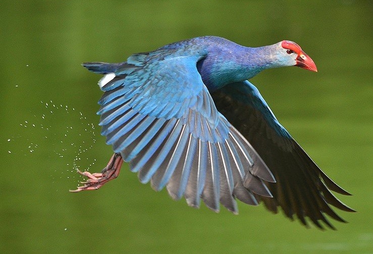 Purple-Moorhen-Nalsarovar