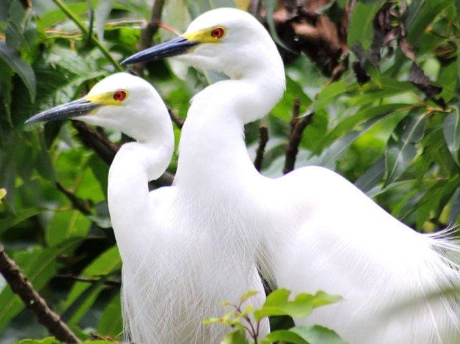 Nal-Sarovar-Bird-Sanctuary-3